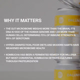 Die Infografik zeigt, wie das Darmmikrobiom durch übermäßige Desinfektion und falsche Ernährung beeinträchtigt wird und wie DALUMAs GINGER GUN INGWER KOMBUCHA 24 PACK mit Lebendkulturen - nicht pasteurisierte Versionen - die Darmgesundheit fördert; DALUMA-Dosen sind abgebildet.